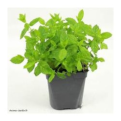 Menthe (Dynamis) /pot