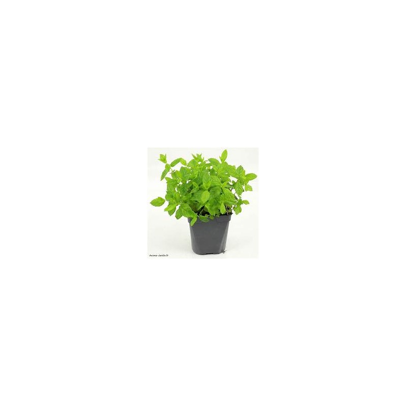 Menthe (Dynamis) /pot