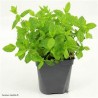 Menthe (Dynamis) /pot
