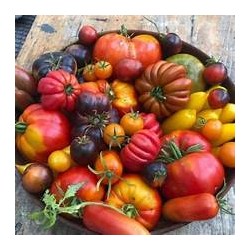 Tomates mixtes (HanSO) /kg