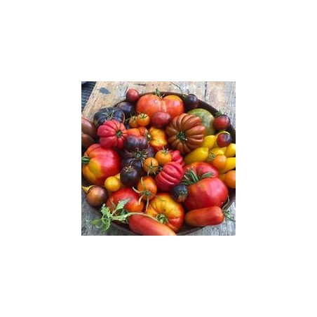 Tomates mixtes (HanSO) /kg