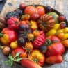 Tomates mixtes (HanSO) /kg