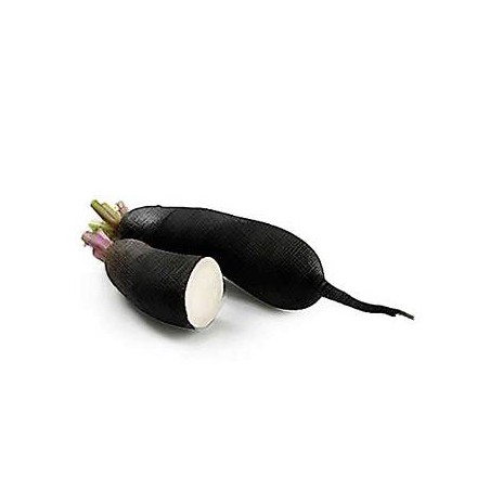 Radis noir (Dynamis) /kg
