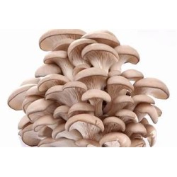 Champignons pleurote (Dynamis) /kg