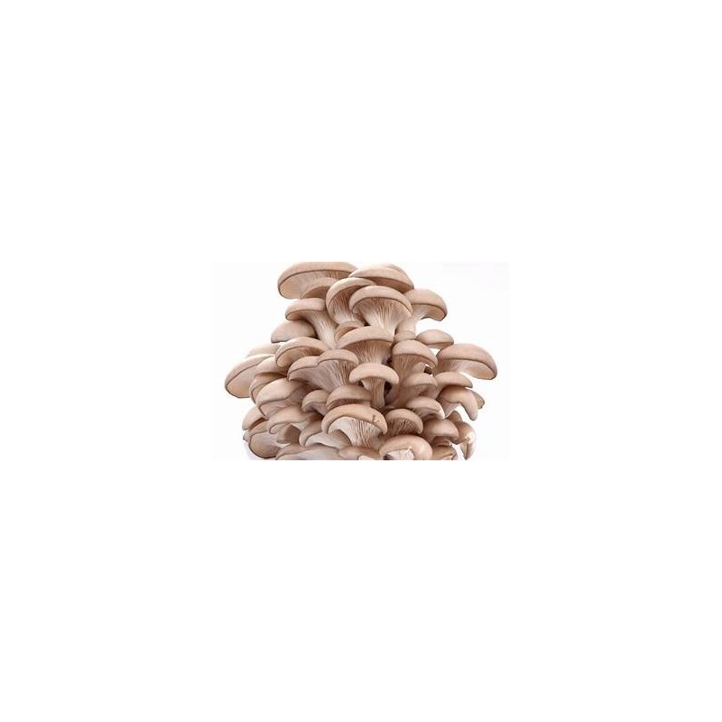 Champignons pleurote (Dynamis) /kg