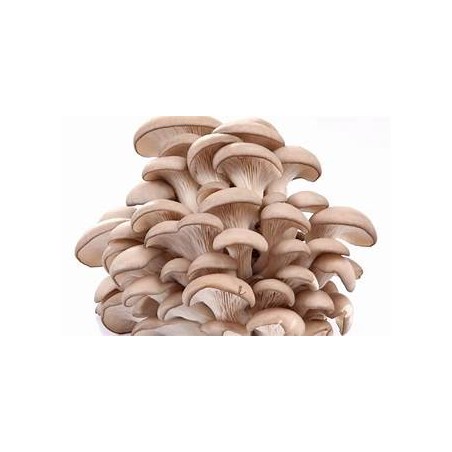 Champignons pleurote (Dynamis) /kg